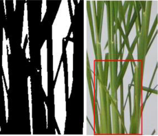 Processed plant image